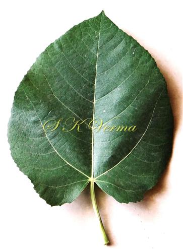  Leaf (Adaxial view)